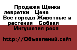 Продажа Щенки левретки › Цена ­ 40 000 - Все города Животные и растения » Собаки   . Ингушетия респ.